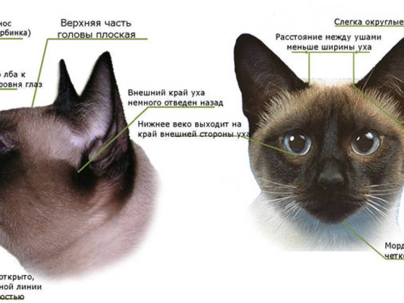 Как отличить кота от кошки и точно определить пол животного