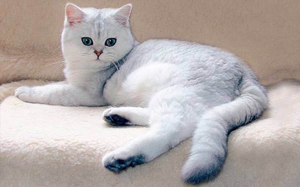 Правильный уход за британскими котятами – залог их здоровья и долголетия