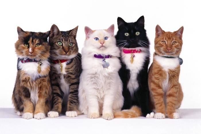 Какую породу кошек выбрать?