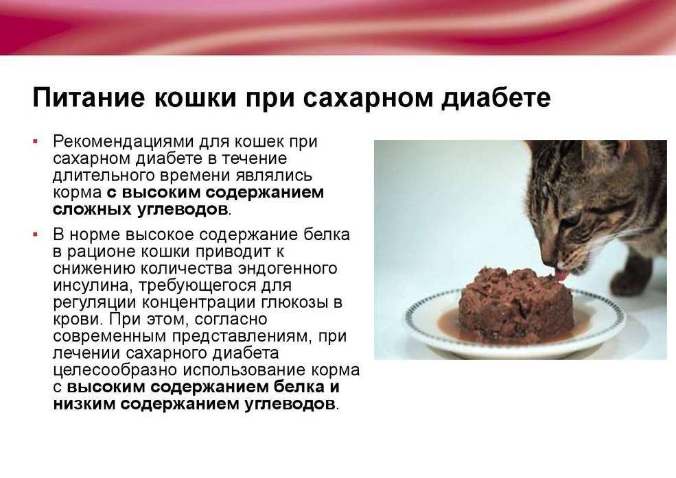 Можно ли кормить котенка гречневой кашей