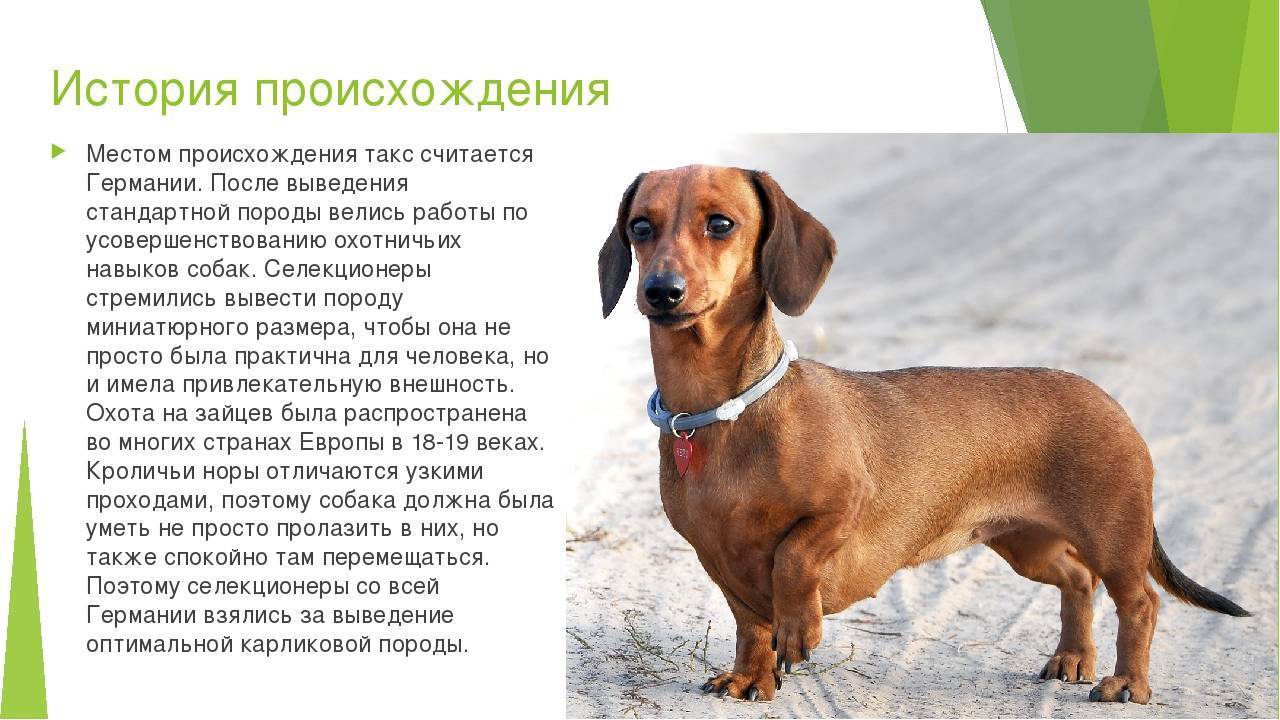 ᐉ карликовая такса: размеры взрослой собаки, описание породы, характер - kcc-zoo.ru