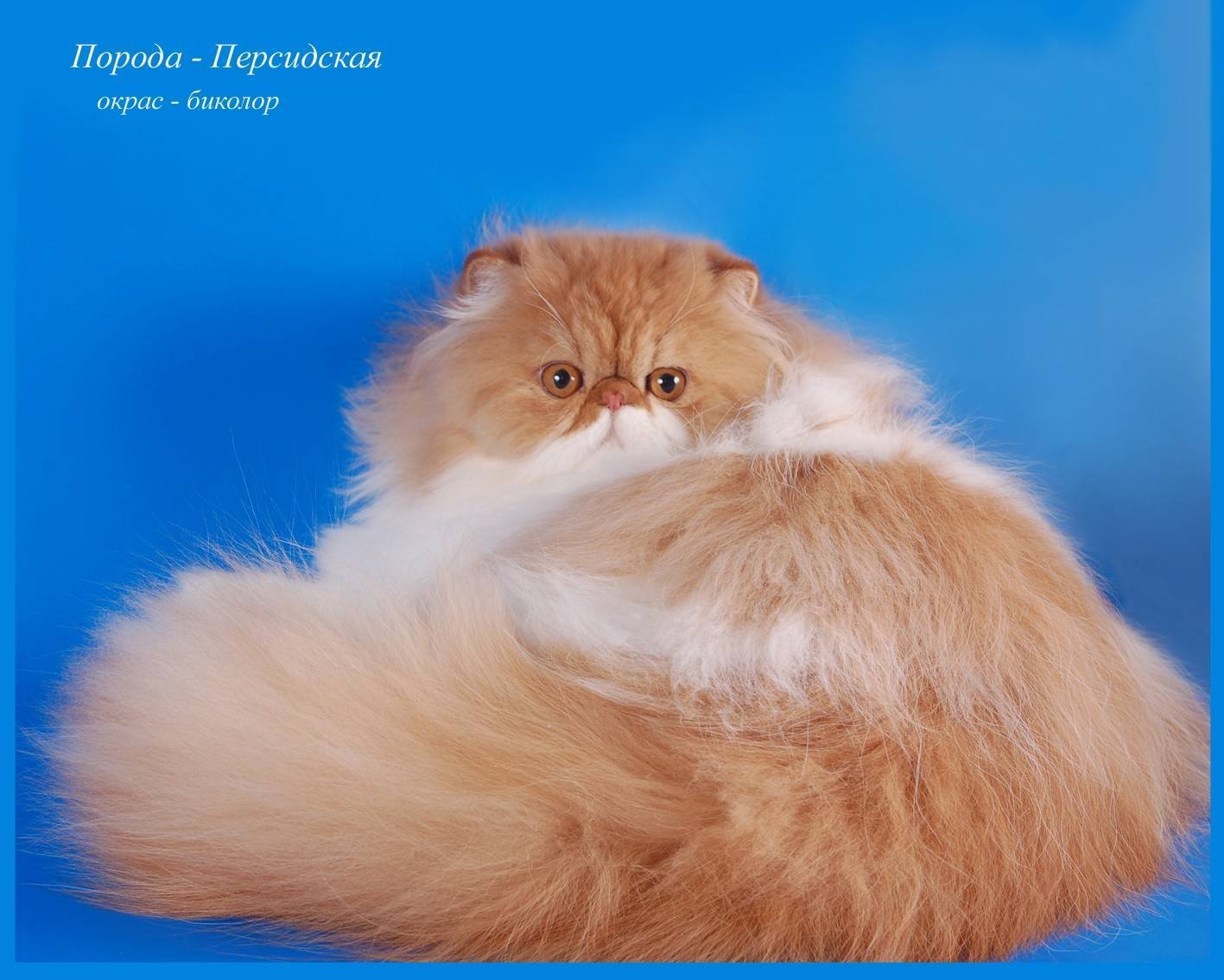 Персидская кошка: большеглазая аристократка