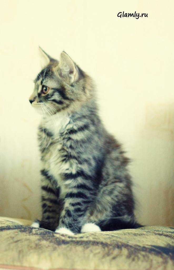 Британские котята, кошки и коты :: питомник softcat