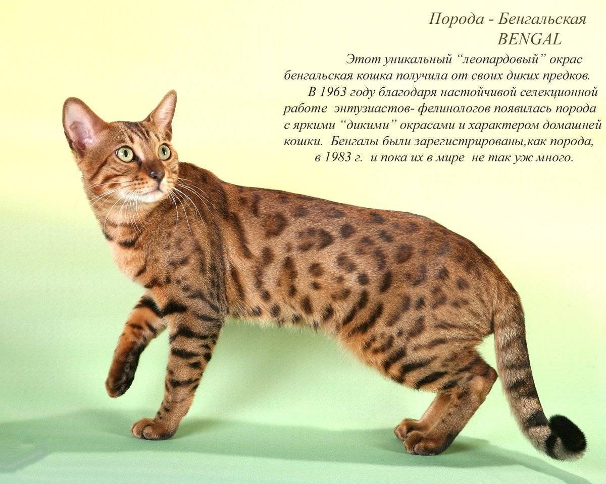 Самые ласковые породы кошек в мире