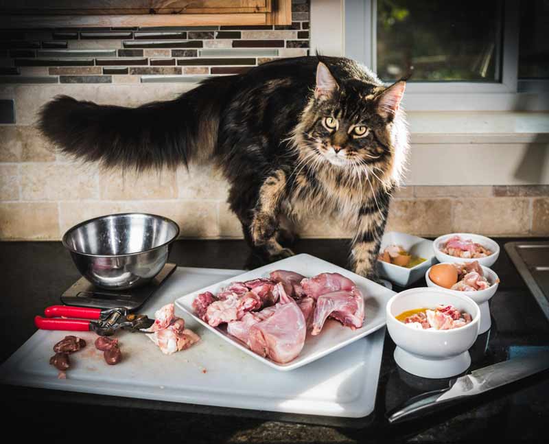 Как кормить кошку принудительно: правила, рекомендации