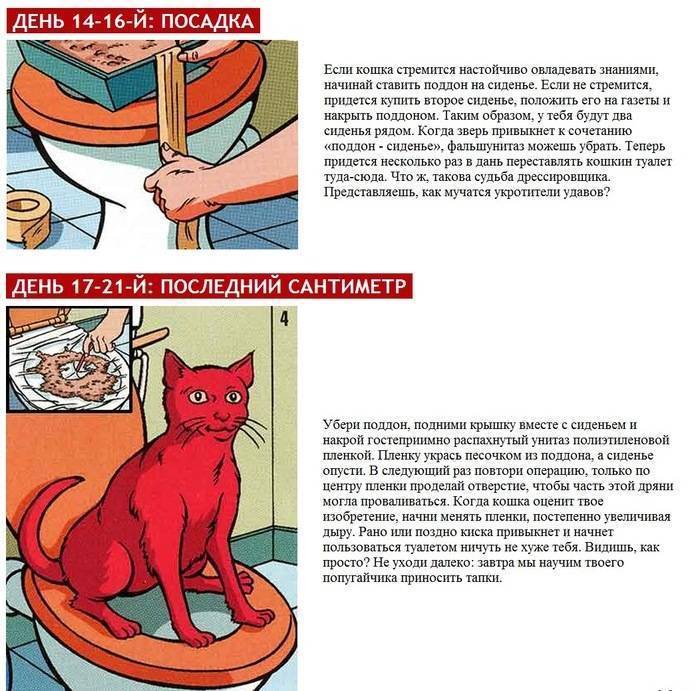 Как приучить кошку к домику: место установки, шаги по приучению
