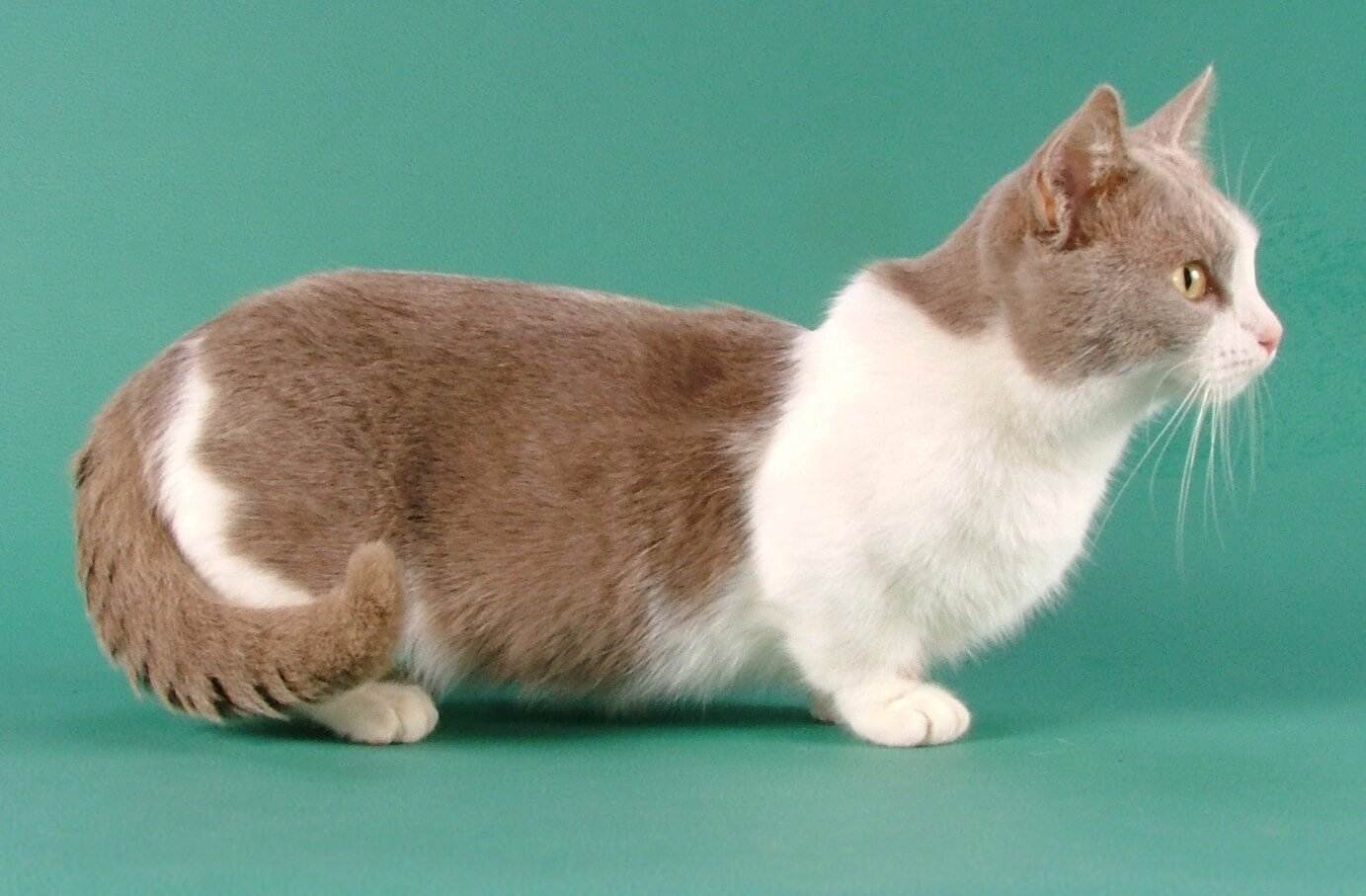 Порода кошек с короткими лапами