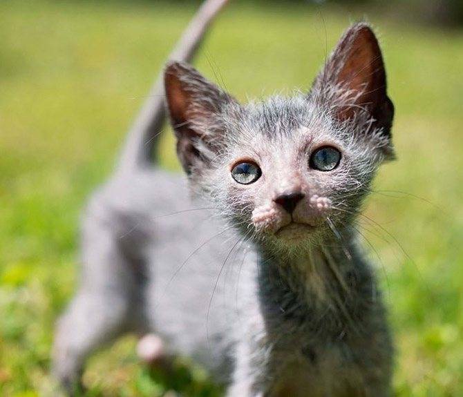 Ликой (кошки-оборотни) - описание породы и характер кошки