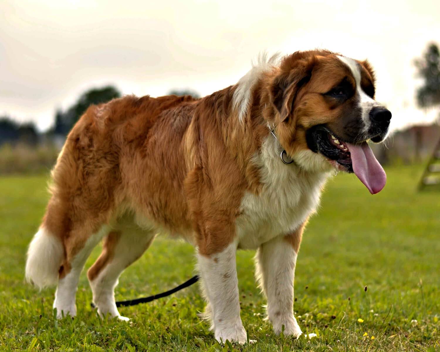 Английские породы собак с фотографиями и названиями крупных пород