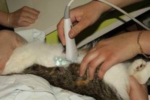 Мочекаменная болезнь у котов - признаки и симптомы мкб, профилактика и лечение заболевания у кастрированных котов в домашних условиях - лапы и хвост