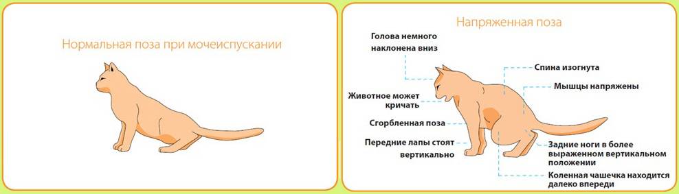 Боль и воспаление в ухе — что может вызвать данный симптом – лечение в цэлт