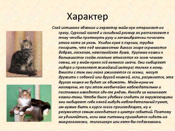 Мейн-кун - описание породы кошки, фото, уход, происхождение