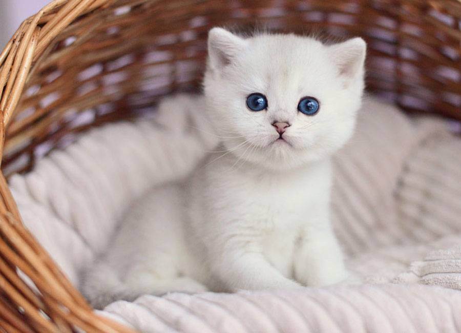 Клички для кошек девочек: редкие и красивые