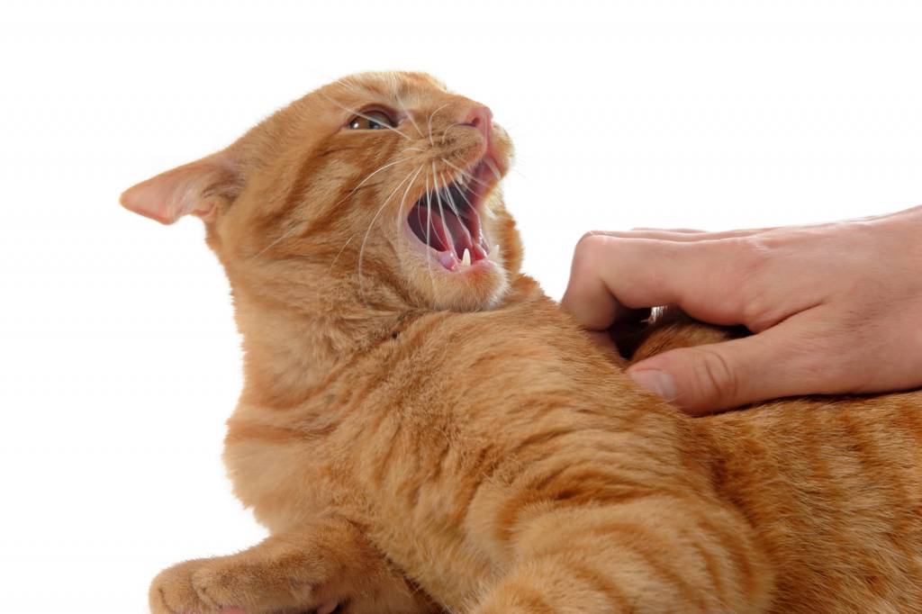 Как отучить котенка кусаться и царапаться во время игры