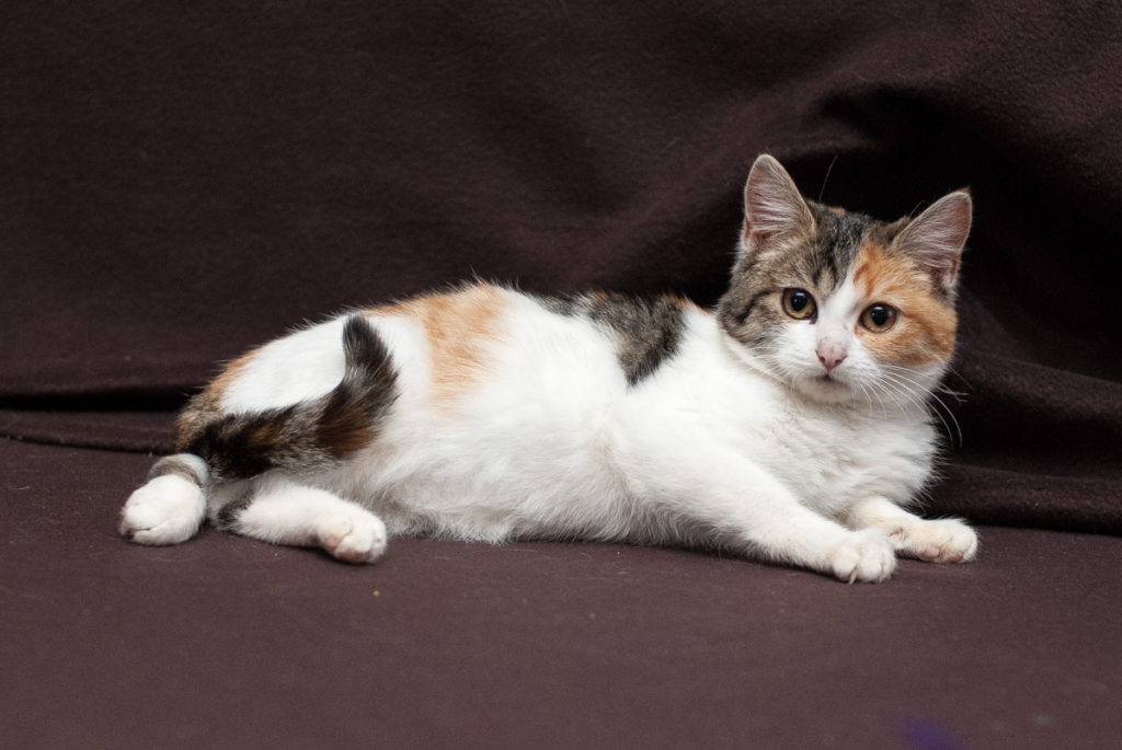 Трехцветная кошка. особенности, приметы и характер трехцветных кошек | животный мир