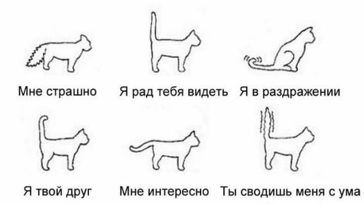 Почему кошки виляют хвостом. Кошка виляет хвостом. Кот виляет хвостом что значит. Почему коты виляют хвостом. Язык котов по хвосту.