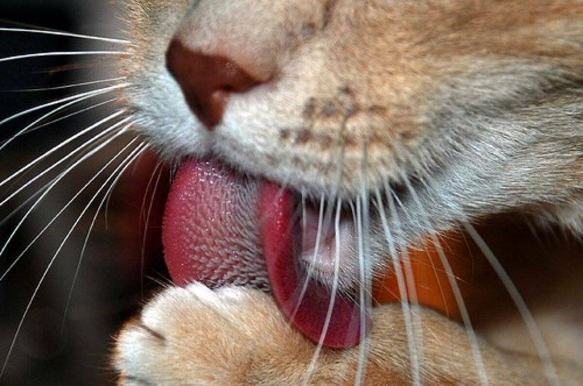 На что указывает высунутый язык у кошки?