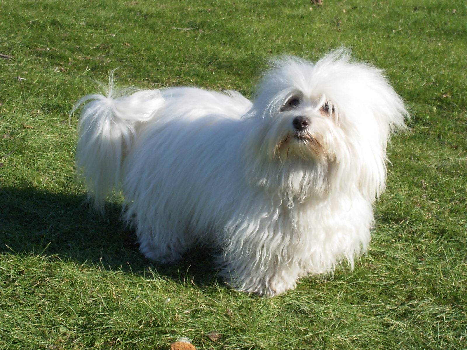 Котон-де-тулеар — характер и описание породы собаки