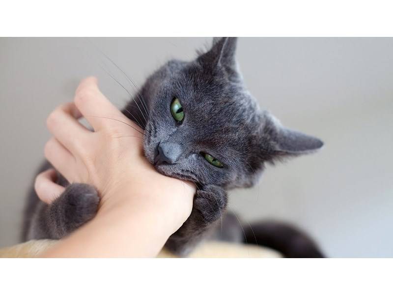 5 моделей поведения кошки, предупреждающих о негативе в доме