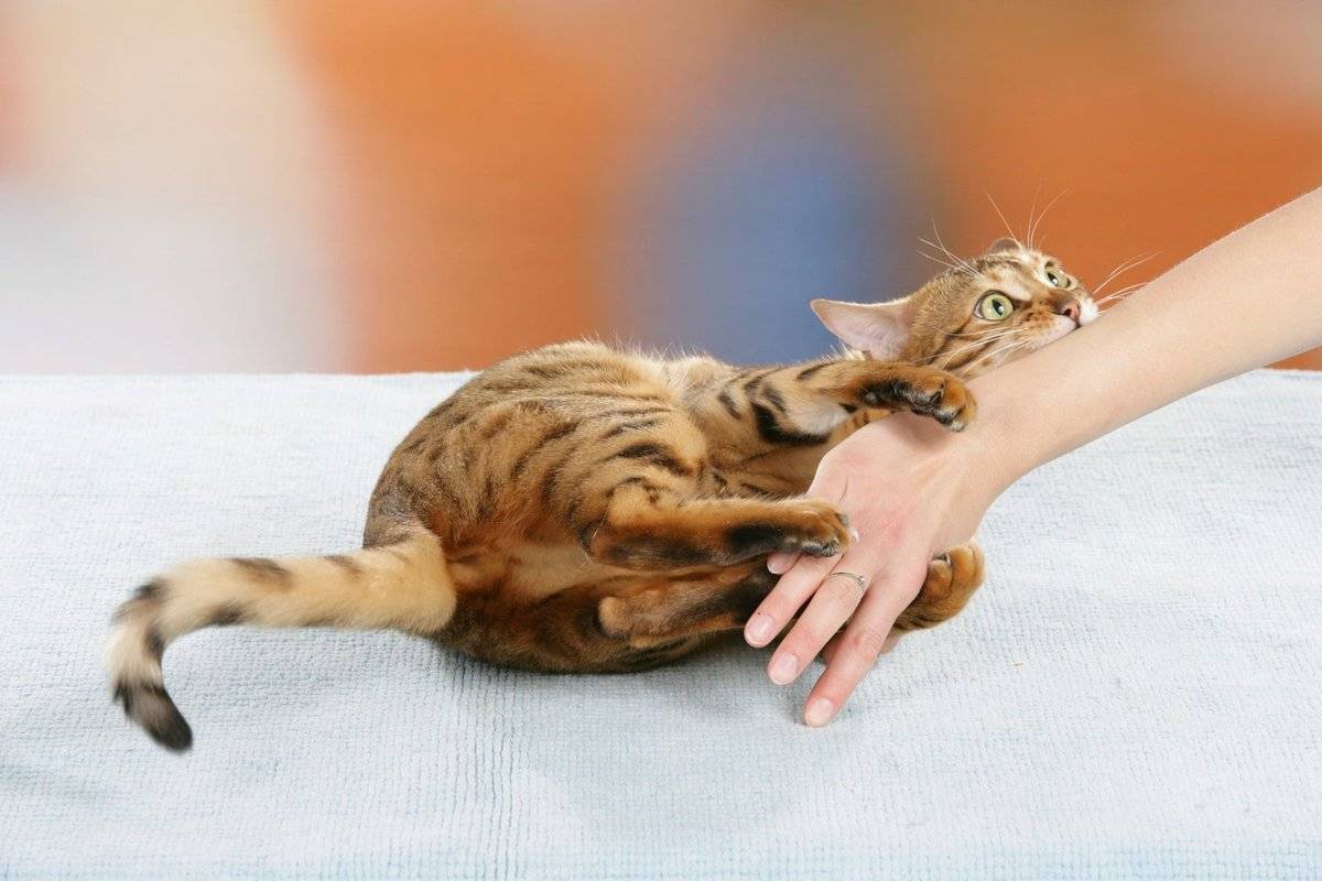 Почему кошка кусается и царапается, когда её гладишь? — природа мира