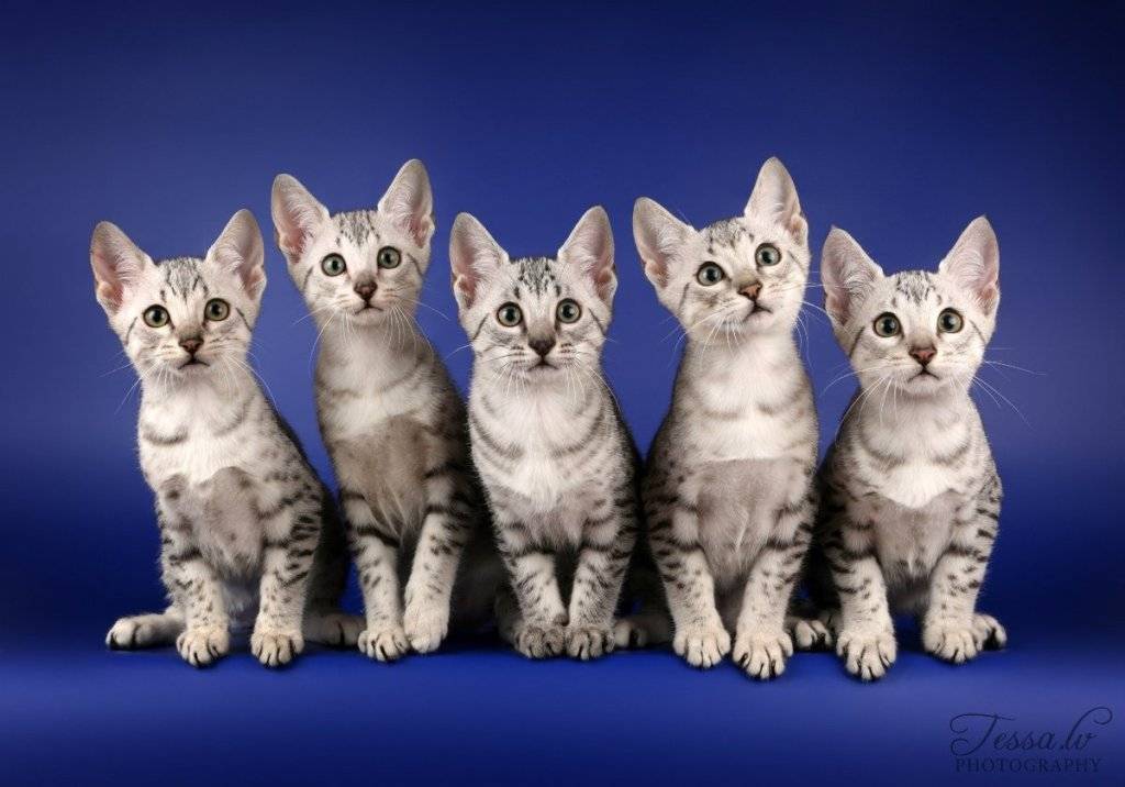 Египетский мау (egyptian mau) кошка: подробное описание, фото, купить, видео, цена, содержание дома