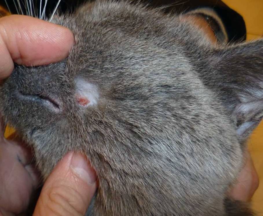 Кошка чешет шею: возможные причины зуда и способы лечения