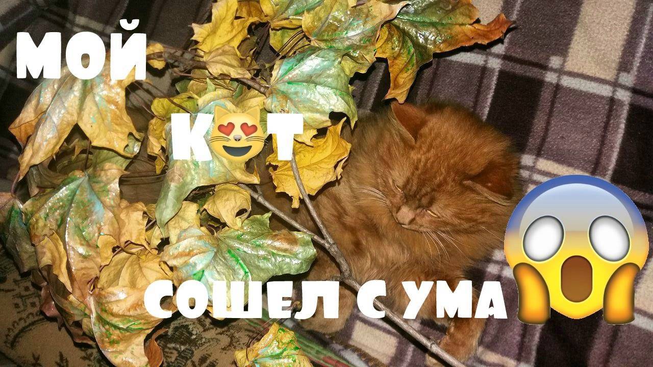 Запахи, которые не меньше валерьянки сводят с ума кошек