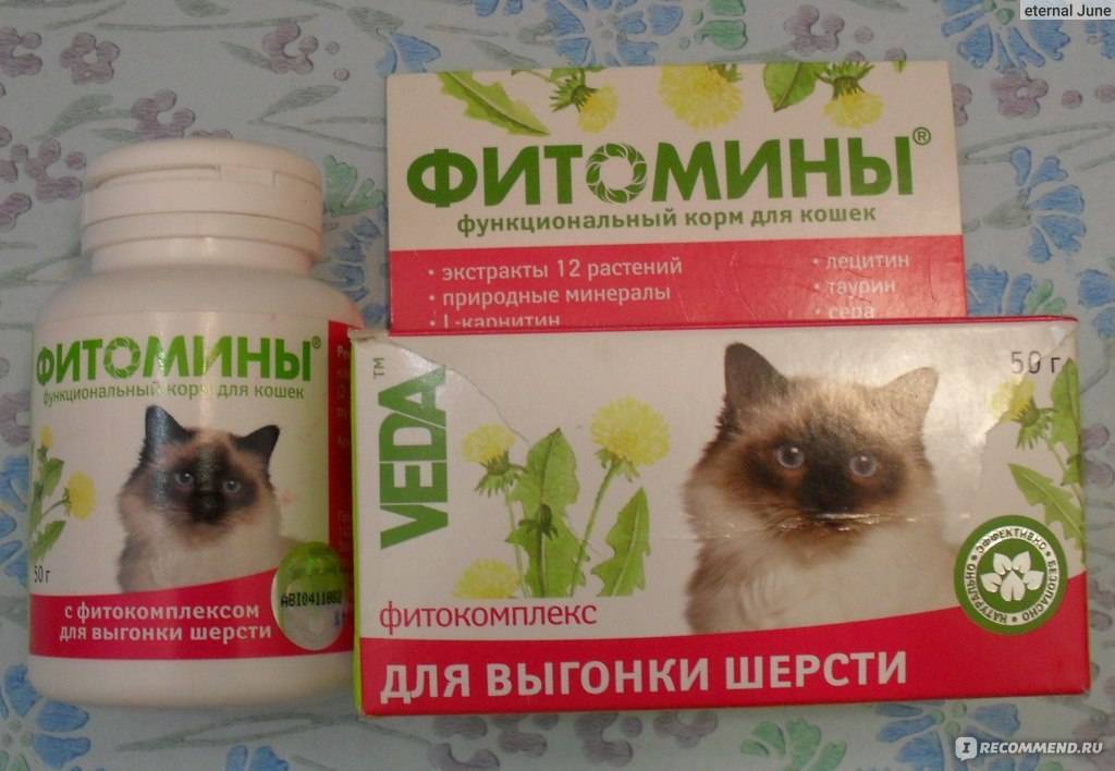 Полный список витаминов для котов, которые помогут остановить выпадение шерсти