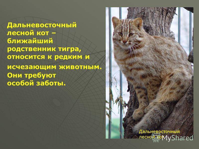 Дальневосточный лесной кот или леопардовый кот. дикие кошки россии. фото дальневосточного лесного кота.