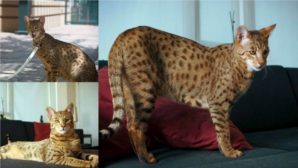 Самая большая кошка в мире: топ-10 крупных пород домашних питомцев