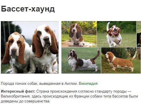 Бассет-хаунд: описание породы, фото и особенности ухода
бассет-хаунд: описание породы, фото и особенности ухода