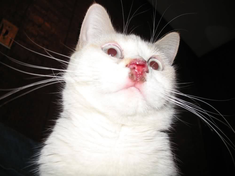 Почему у кошки текут слюни изо рта?