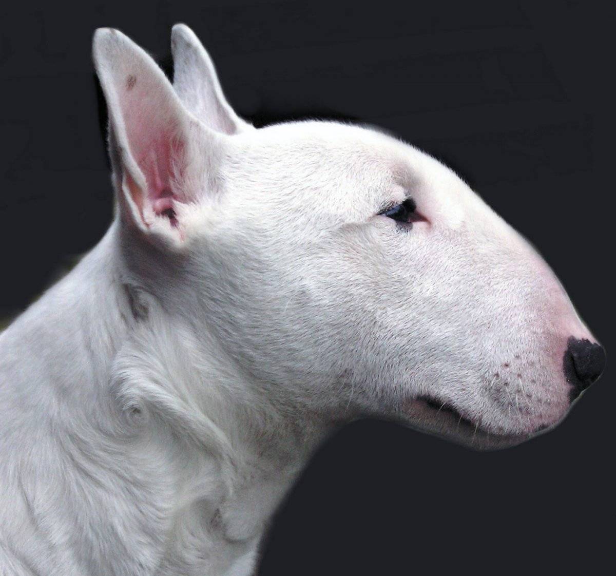 Топ-10 самыз бойцовских пород собак с фото и видео | pet7