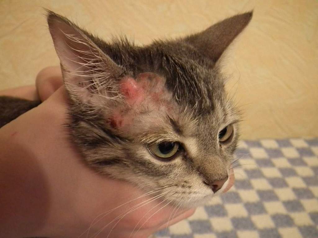 Красные уши у вашего кота: выясняем причины и способы лечения в домашних условиях
