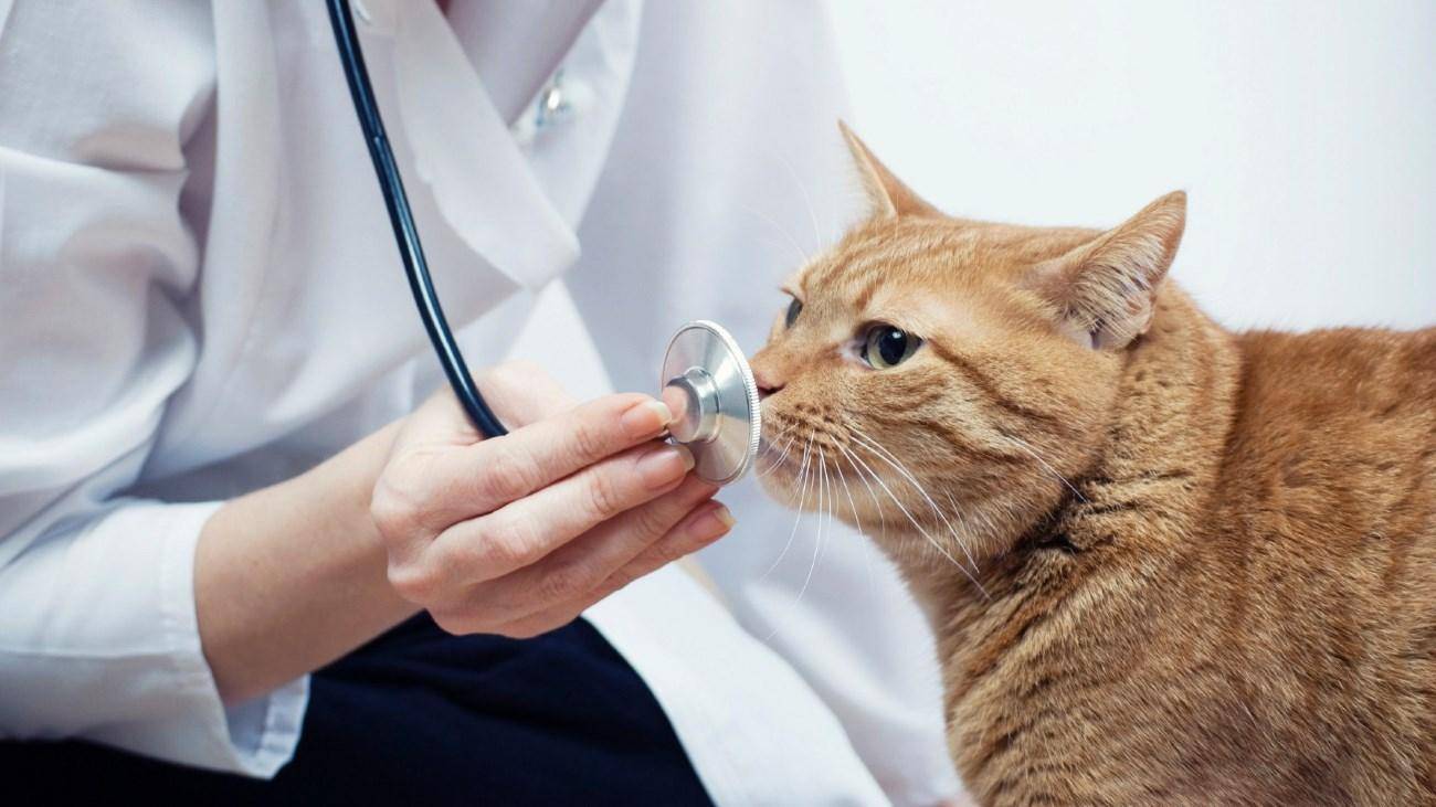 Можно ли заразиться от кошек простудой — простудные заболевания