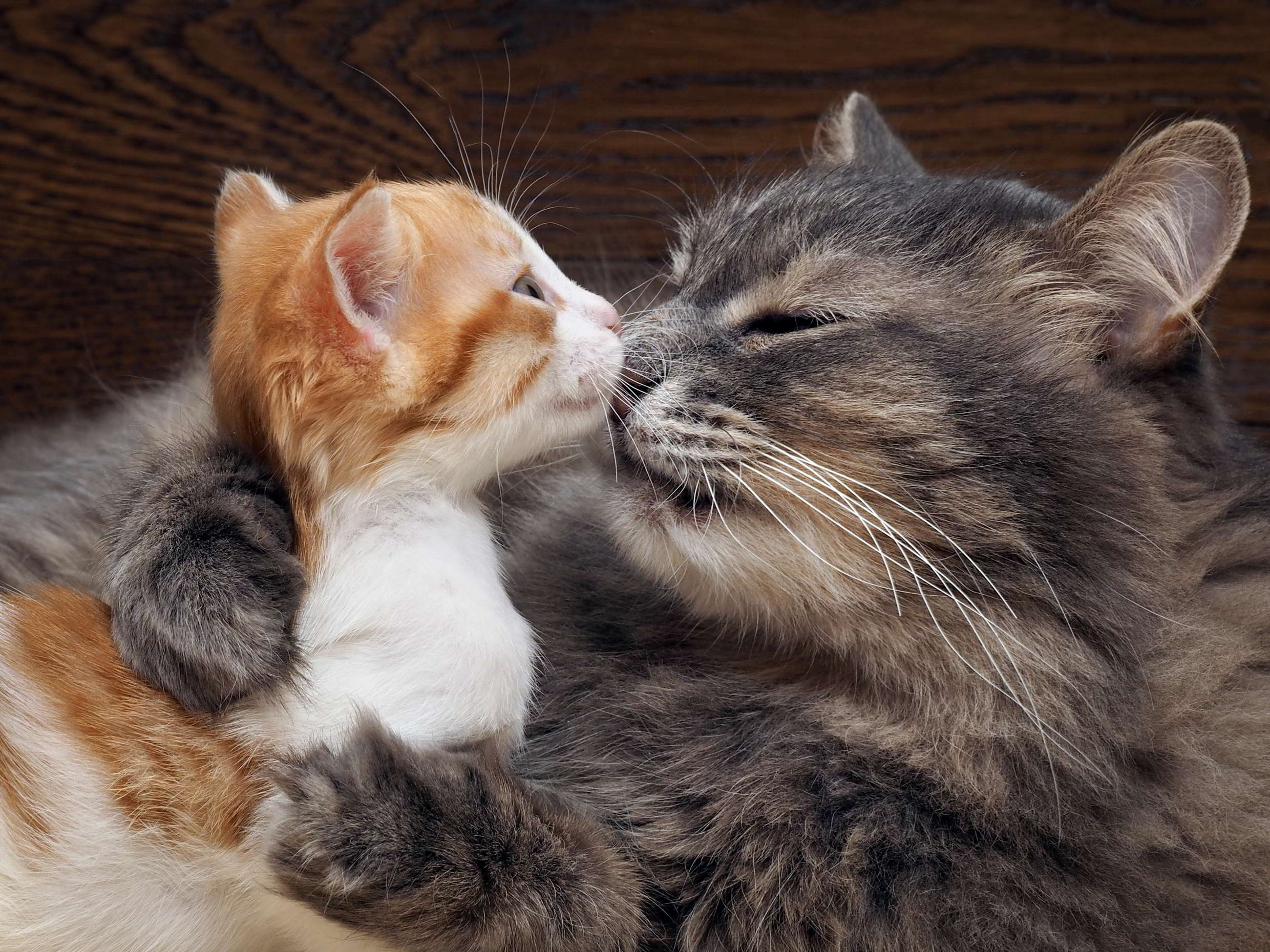 Кошки: церемония знакомства с любимцем