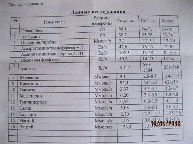 Анализ крови у кошек. Биохимический анализ крови кошки норма. Биохимические показатели крови кошек в норме. Показатели биохимии крови кошки норма. Показатели биохимического анализа крови кошек.