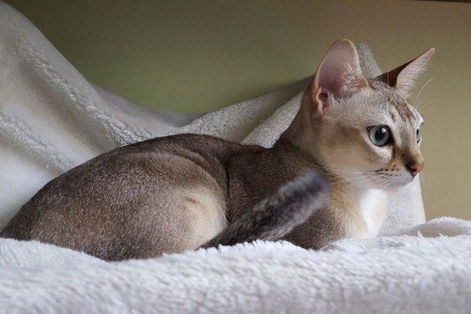 Сингапурская кошка: описание породы, фото, видео, стоимость ктоят