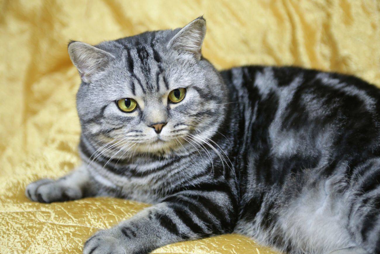 Шотландская кошка фото прямоухая мраморная