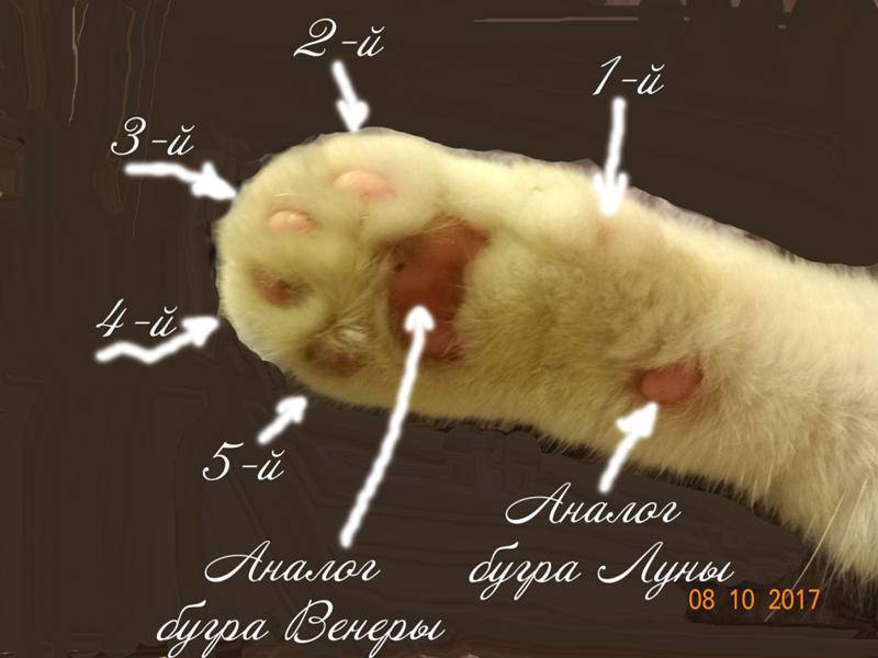 Количество пальцев у кошки
