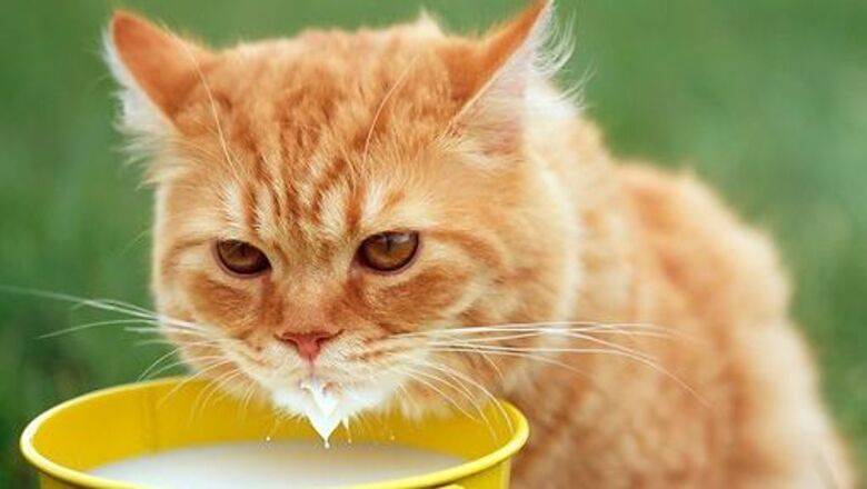 Чем нужно кормить котенка режим и рекомендации от знатоков
