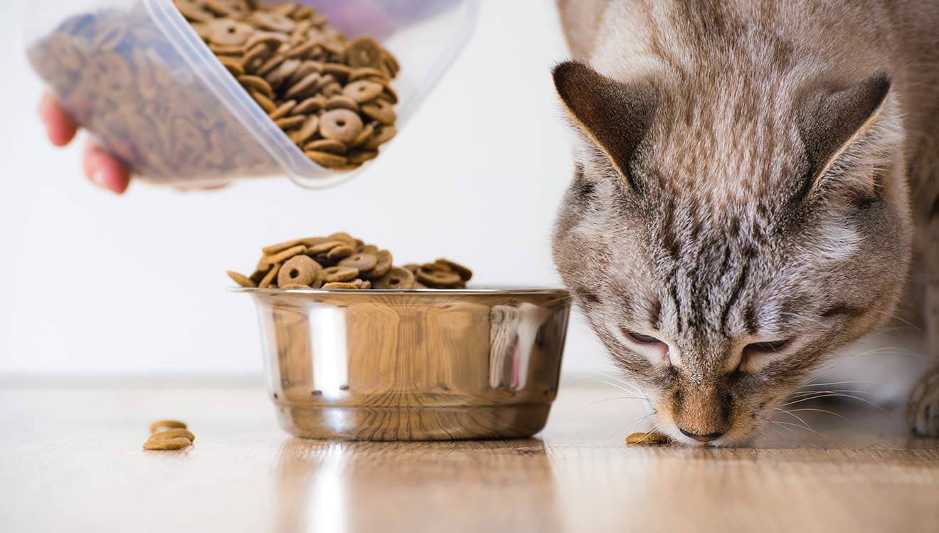 Можно ли кошку кормить только сухим кормом: основные правила кормления, как правильно давать продукт, советы ветеринаров