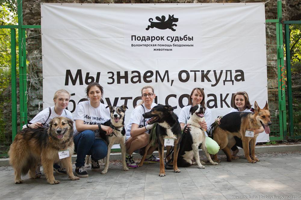 Приглашаем на выставку собак и кошек из приютов москвы и мо, 17 сентября 2022 (суббота) в г.щербинка