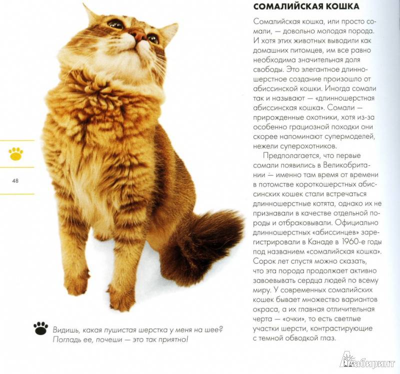 Пушистые кошки: породы и особенности ухода за длинношёрстным котом, отзывы владельцев и фото