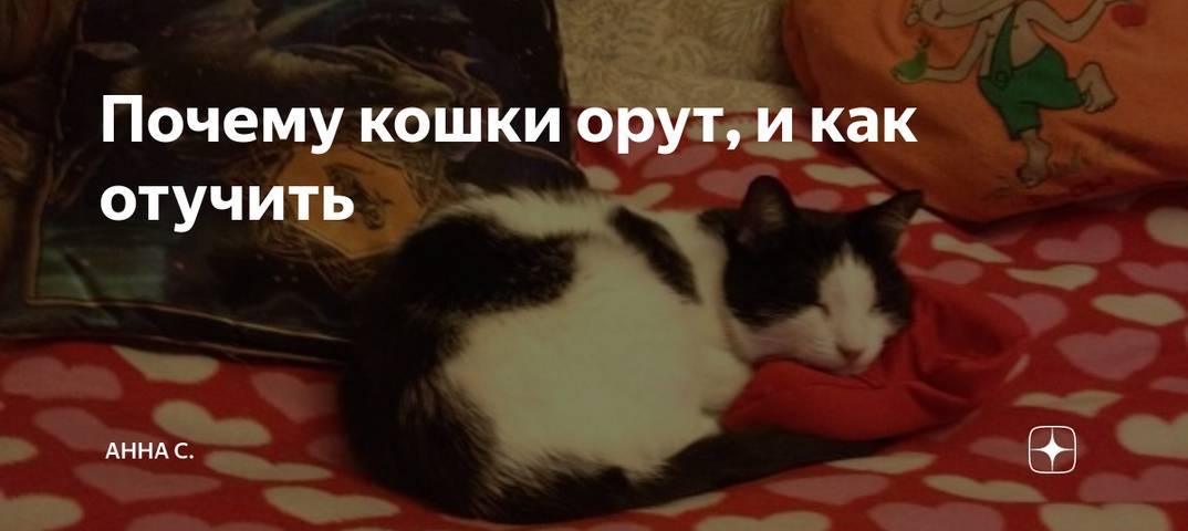 Почему кошка орёт без причины по ночам: что делать, кошка будит по ночам и не даёт спать