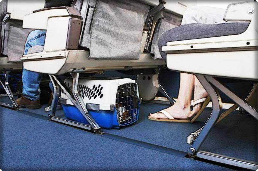 Ход котом: минтранс отказался упрощать правила авиаперевозки питомцев | статьи | известия