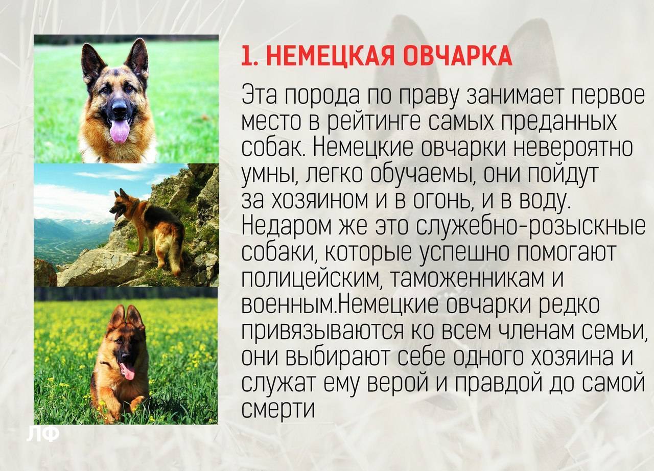 Топ 12 ᐈ самые умные породы собак в мире с фото