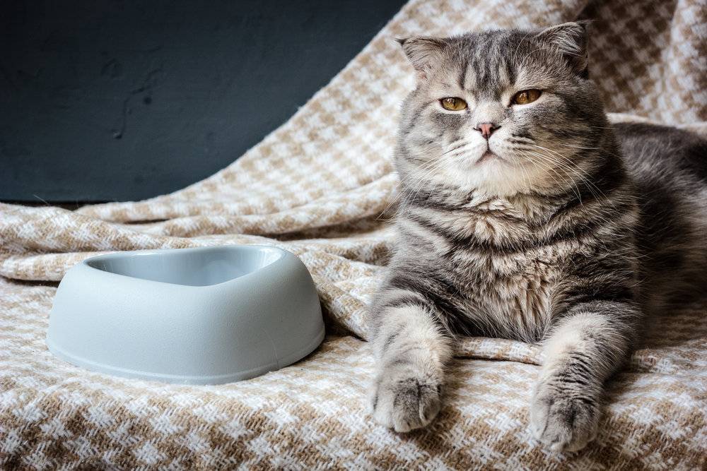 Посуда для кошек: общий взгляд
