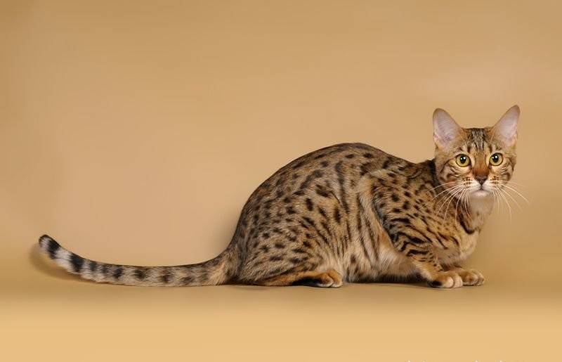 Кошки породы серенгети: описание, характер, советы по содержанию и уходу, фото