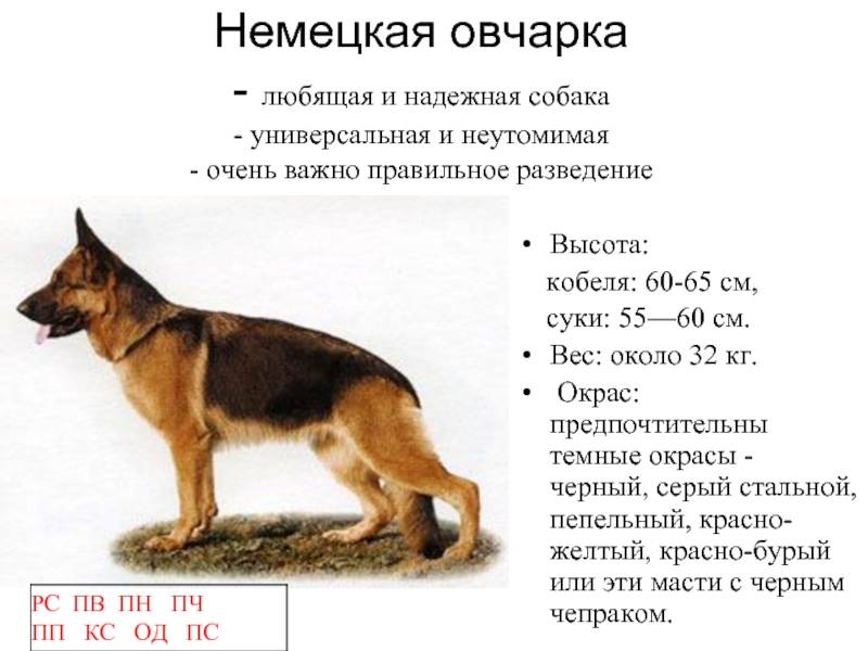 Карликовые овчарки маленькой породы: описание и характер собак | medeponim.ru
